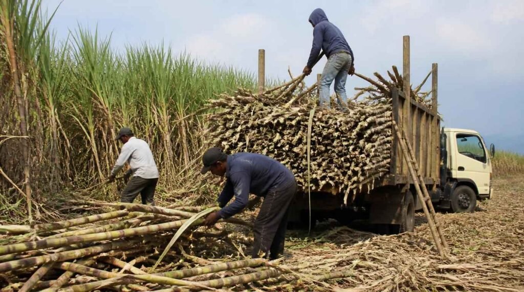 teknik tebang dan angkut tebu yang benar untuk menjaga rendemen