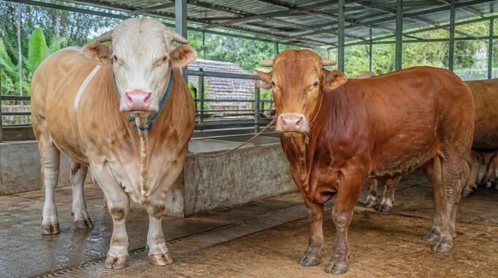 kriteria bibit sapi potong berkualitas unggul postur tubuh ideal