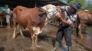 tips memilih bibit sapi potong yang bagus peternak memeriksa kondisi fisik sapi