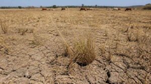 manajemen pakan musim kemarau el nino sapi perah hijauan terbatas