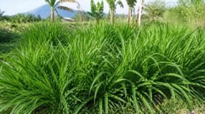 rumput odot untuk sapi merupakan tanaman Pennisetum purpureum cv Mott subur di lahan peternakan