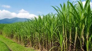 produktivitas dan rendemen tebu di kebun tebu rakyat Jawa Timur