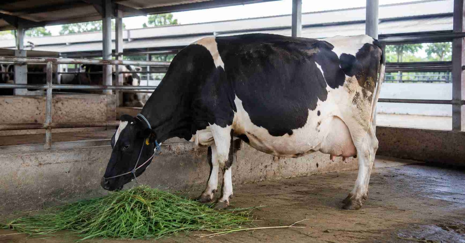Sapi perah dengan perut kembung terlihat tidak mau makan di kandang
