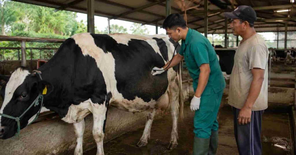 Dokter hewan KAN Jabung memeriksa sapi kembung akut di kandang peternak