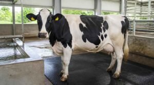 Sapi perah Friesian Holstein dalam kandang yang memenuhi standar animal welfare di KAN Jabung