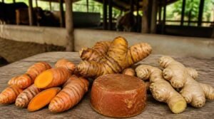 jamu sapi biar lahap makan tradisional kunyit temulawak untuk sapi perah