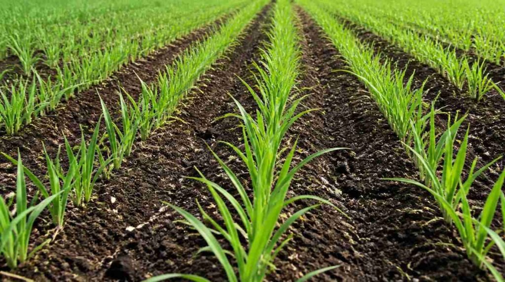 Teknik penanaman rumput pakchong yang benar untuk menghasilkan biomassa maksimal