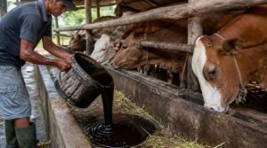 Tetes tebu molases cokelat kental dalam ember untuk campuran pakan sapi