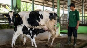 panduan perawatan sapi menyusui untuk produksi susu optimal