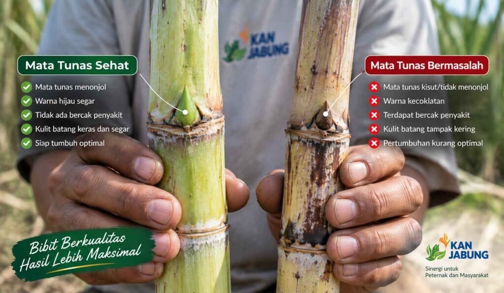 cara seleksi bibit tebu mata tunas sehat tidak busuk tidak berpenyakit