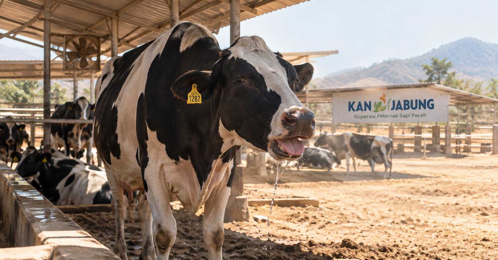sapi perah Holstein kepanasan di kandang musim kemarau heat stress